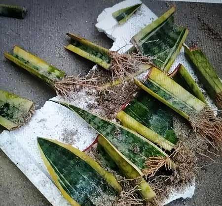 什么花繁殖快又好养