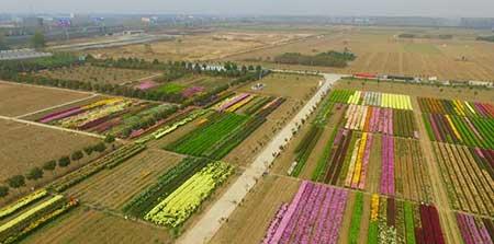 绿植花卉种植批发基地