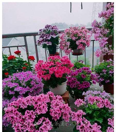 家养好看的花
