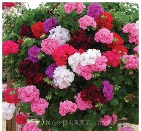 家养好看的花