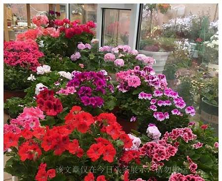 家养好看的花