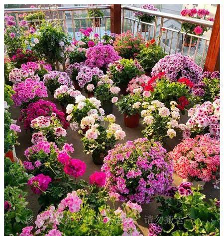家养好看的花