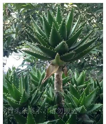 家养好看的花