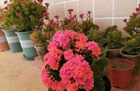 花期长好养活的花