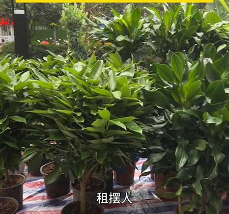 花木租摆