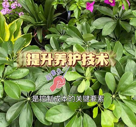 花木租摆