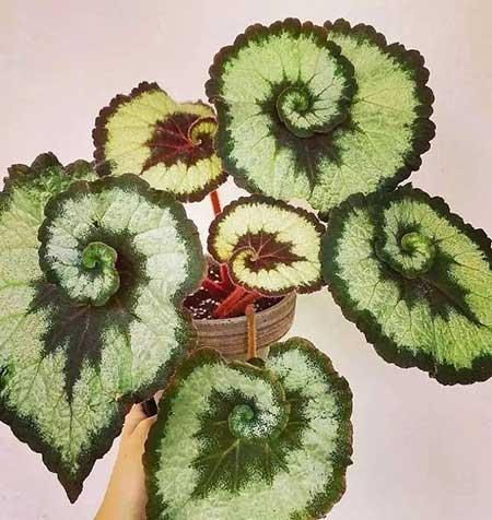 封闭阳台能养什么花
