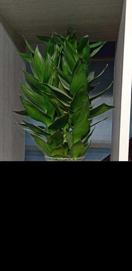 竹子绿植怎么养