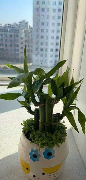 竹子绿植怎么养
