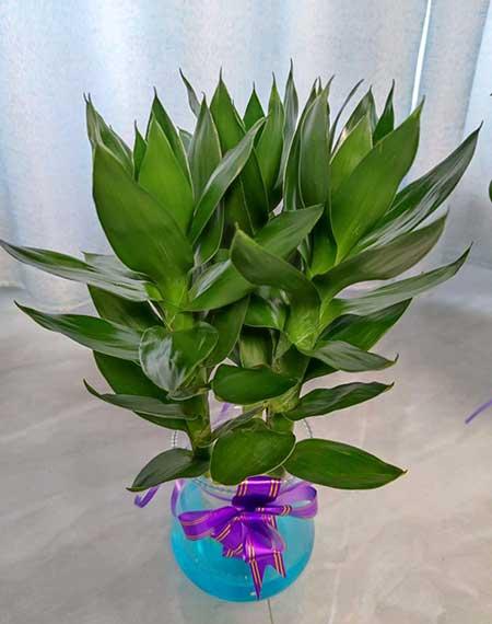 竹子绿植怎么养