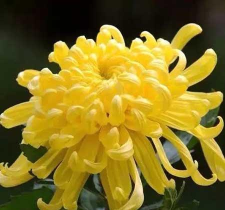 属猪人适合养什么花
