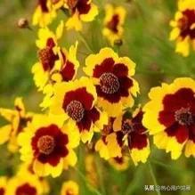 属蛇人养什么花旺财