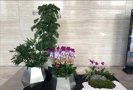 室内租摆植物