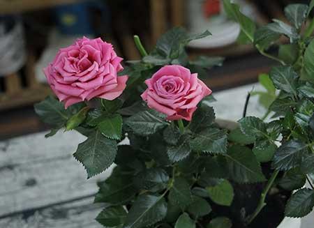 室内养殖花卉