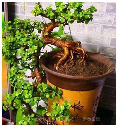 室内养什么绿植寓意好