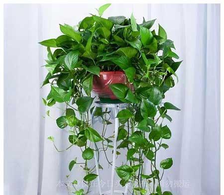 室内养什么绿植寓意好