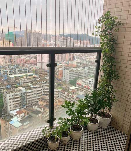 室内绿植养护注意事项