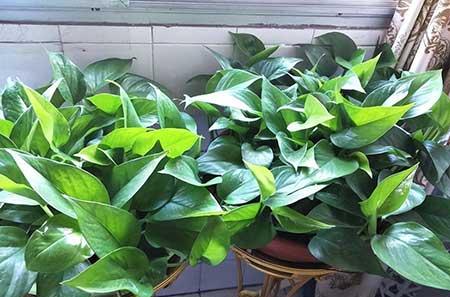 适合在客厅养的绿植有哪些