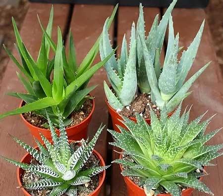 适合养卧室的花