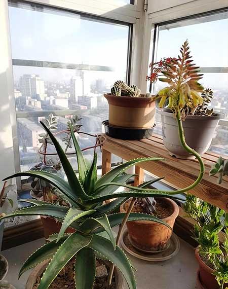 适合养卧室的花