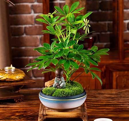 适合养卧室的花