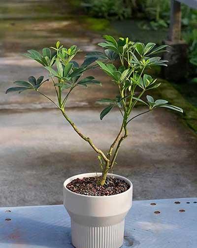 适合养卧室的花