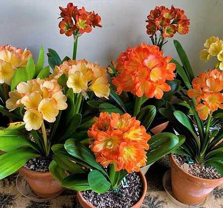 适合养卧室的花