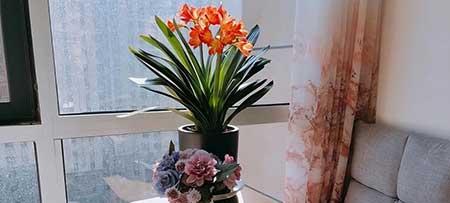 适合养卧室的花
