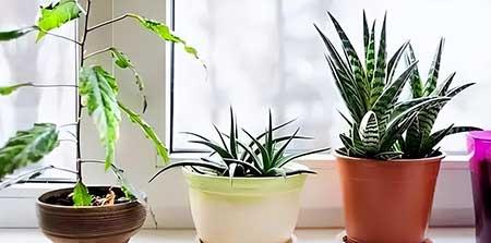 适合养卧室的花