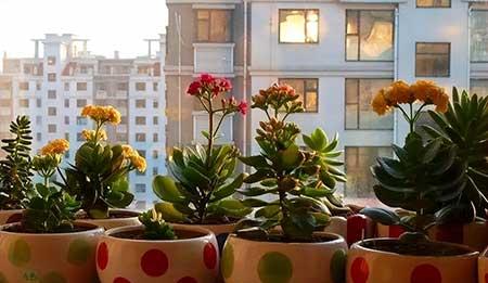 适合养卧室的花