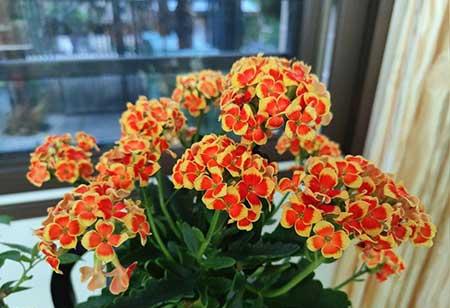 适合养卧室的花