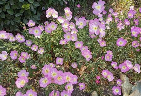 适合春天养的花