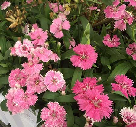 适合春天养的花
