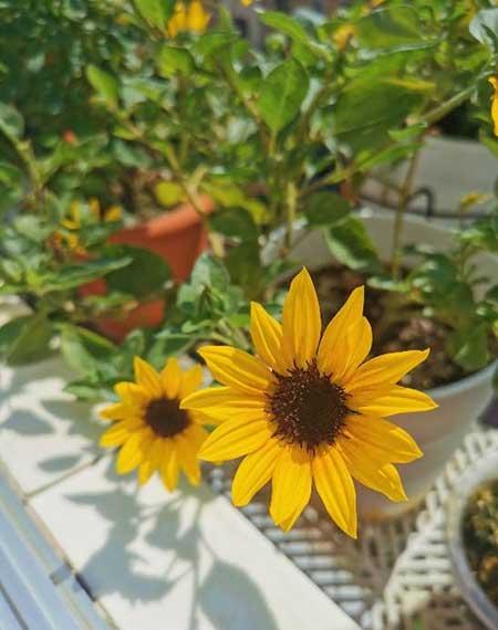 适合春天养的花