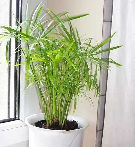 什么绿植不用晒太阳在家里可以养