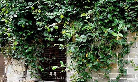 什么绿植不用晒太阳在家里可以养