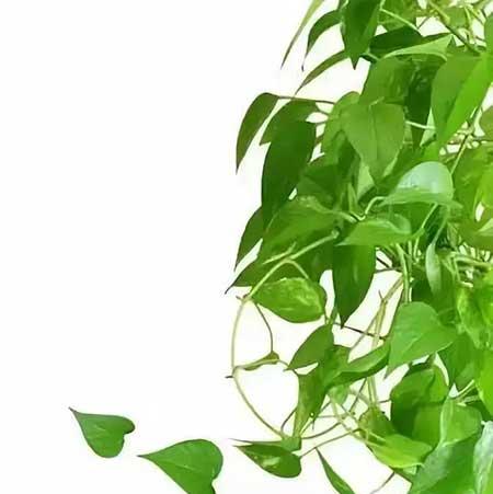 什么绿植不用晒太阳在家里可以养