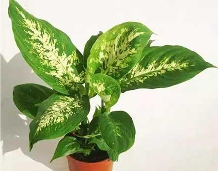 什么绿植不用晒太阳在家里可以养