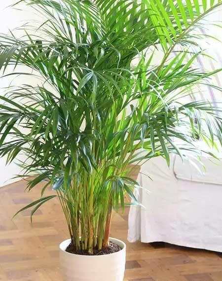 什么绿植不用晒太阳在家里可以养