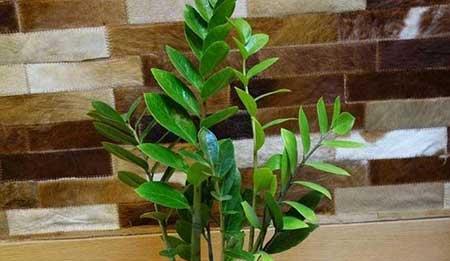 绿植金钱树的养殖方法