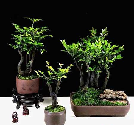 家里养的名贵花有哪些