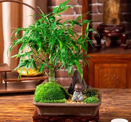 家里养的名贵花有哪些