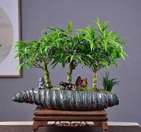 家里养的名贵花有哪些