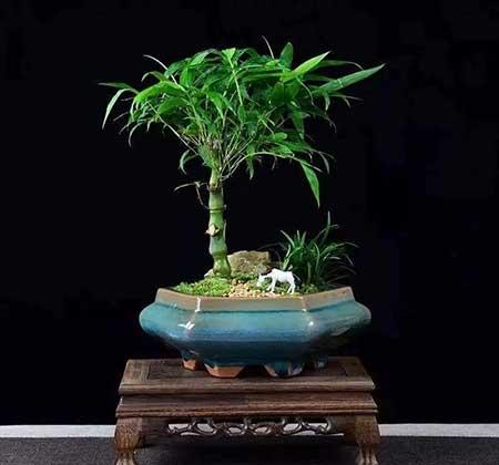 家里养的名贵花有哪些