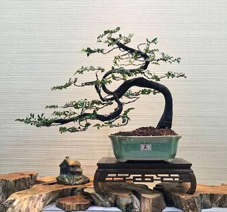 家里养的名贵花有哪些