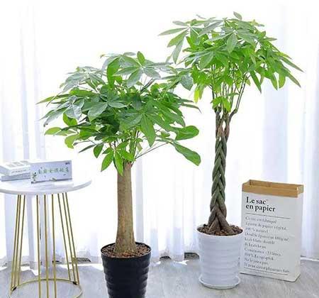 家里养的名贵花有哪些
