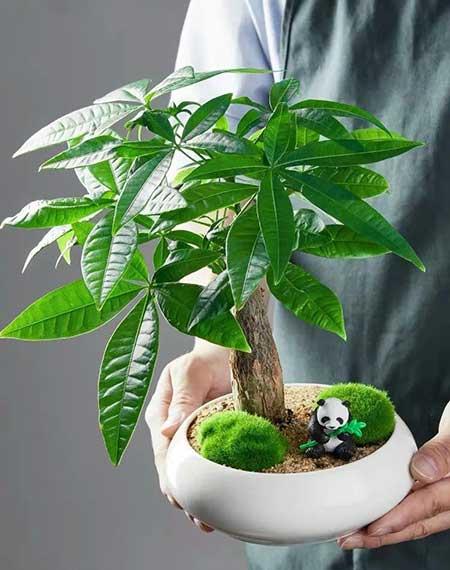 家里养的名贵花有哪些