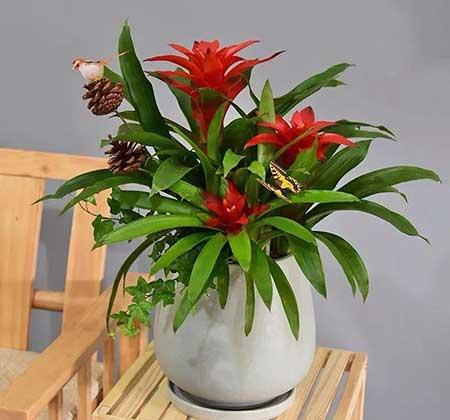 家里养的名贵花有哪些