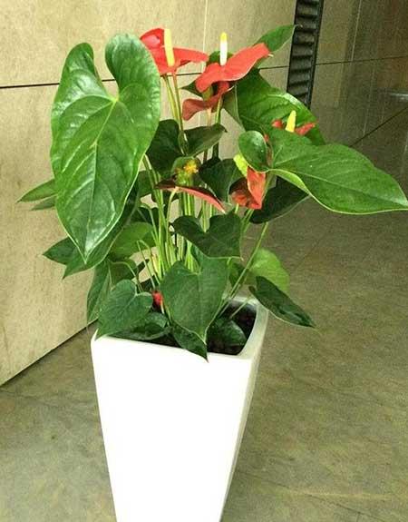 红掌花怎么养护