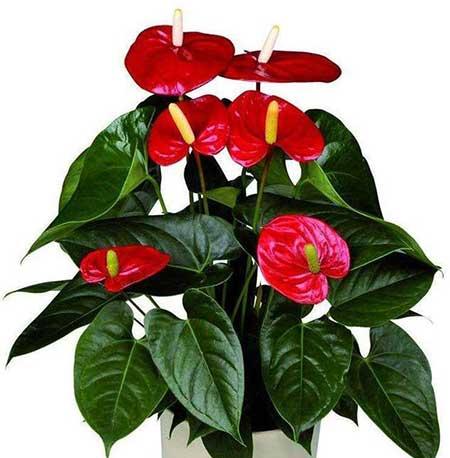 红掌花怎么养护